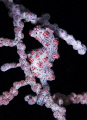   Pigmy seahorse D100 100mm Wakatobi  
